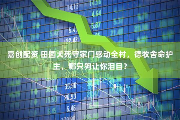 嘉创配资 田园犬死守家门感动全村，德牧舍命护主，哪只狗让你泪目？