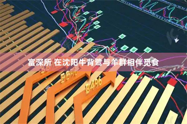 富深所 在沈阳牛背鹭与羊群相伴觅食